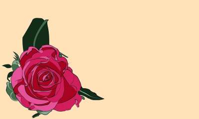 玫瑰 自然 粉色的 向量 插画师 植物