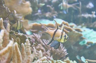 水族馆 海 鱼 珊瑚 水下 蓝色的大海 异国情调