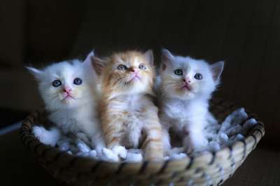 猫 白色的 三 可爱的 肖像 在水 小的 迷人的 坐 有趣的