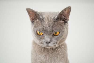 猫 脸 生气的 有趣的 宠物 动物 肖像 毛皮 鲭鱼 眼睛