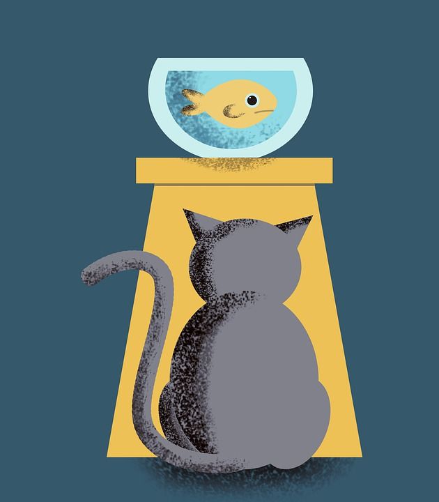 猫 鱼 优质的 好奇的 捕食者 看 肖像 警告 动物 眼睛
