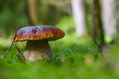 蘑菇 真菌科学 食用菌 维生素 素食 新鲜 健康 营养 森林地面