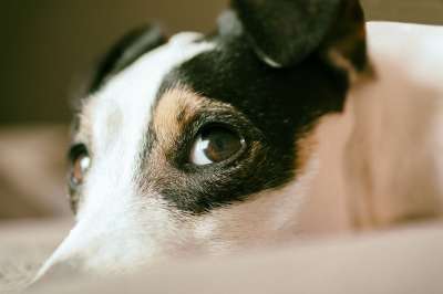 杰克罗素 狗 看 梗犬 可爱的 动物 犬类 小狗 看着 脸