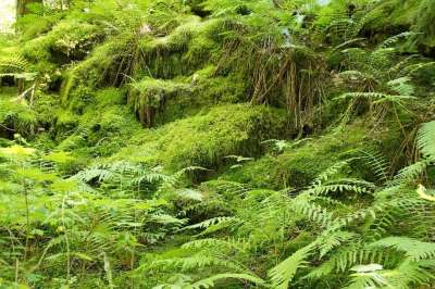 蕨类植物 苔藓 森林 植被 森林地面 神秘 绿色 田园诗般的