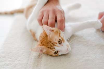猫 宠物 猫科动物 动物 毛皮 基蒂 哺乳动物 国内的 国内的猫