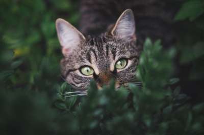 猫 虎斑猫 宠物 猫科动物 动物 树叶 毛皮 基蒂 国内的