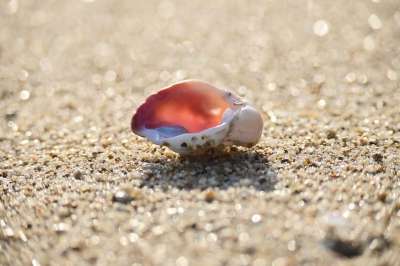 沙滩 贝壳 大海 梦