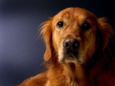 金毛猎犬 狗 猎犬 动物 家畜 毛皮 动物肖像 鼻子 头