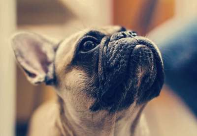 格尔达 法国斗牛犬 狗 纵向 模型 视线