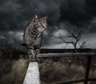 高清壁纸 照片处理 猫 照相馆 处理 猫科动物 风暴 云 阴天