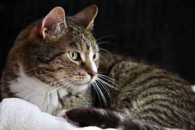 宿醉 猫 家猫 鲭鱼 家畜 猫脸 猫眼 野生动物 动物