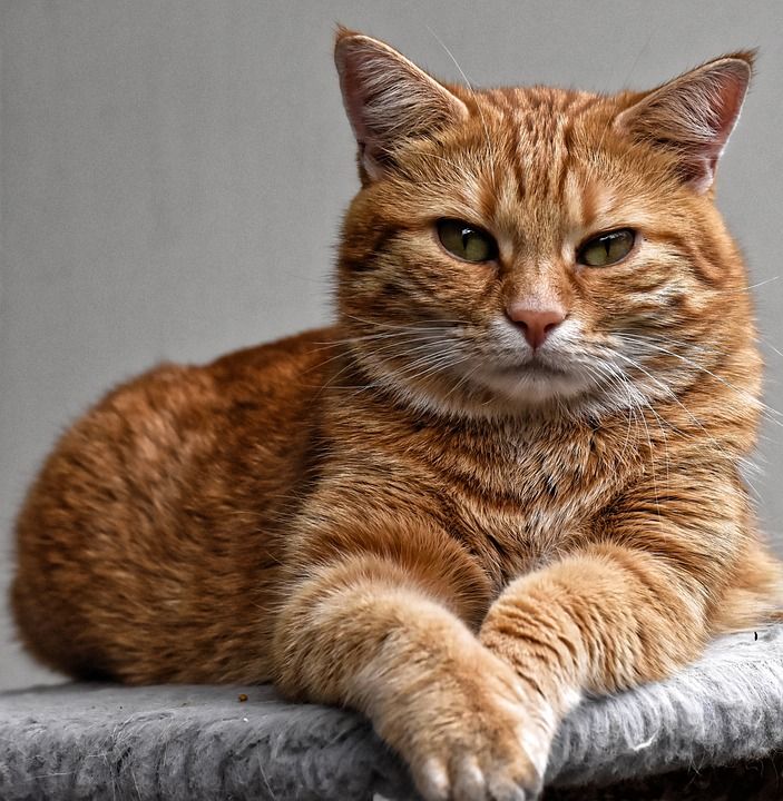 猫 宿醉 红色的 可爱的 鲭鱼 老虎 舒适 动物 家猫 毛皮