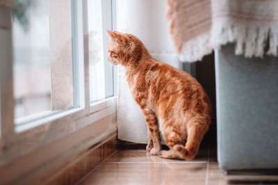 猫 宠物 动物 国内的猫 猫科动物 哺乳动物 橙色虎斑猫 虎斑猫