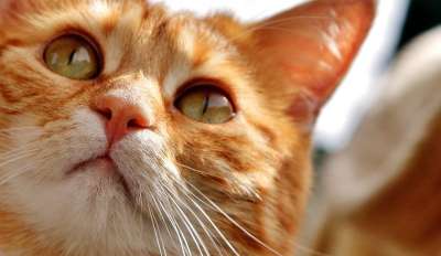 猫 眼睛 猫眼 脸 老虎 鲭鱼 红猫 甜 小猫 家猫 细心