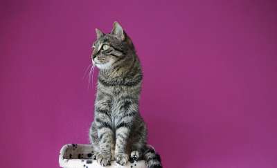 猫 宿醉 动物 猫眼 自豪地 小猫 灰色的 鲭鱼 动物肖像