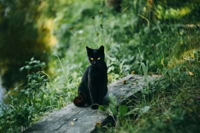 猫 黑猫 户外 坐 坐着 坐猫 猫科动物 宠物 哺乳动物 动物