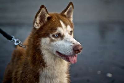 动物 狗 宠物 小狗 犬类 哺乳动物 毛皮 品种 哈士奇