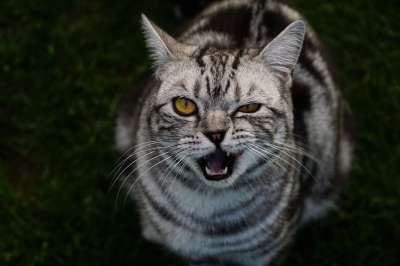 猫 看法 动物 眼睛 头 家畜 家猫 小猫 猫脸 灰色的
