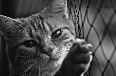 猫 宿醉 黑和白 可爱的 鲭鱼 老虎 舒适 动物 家猫 毛皮