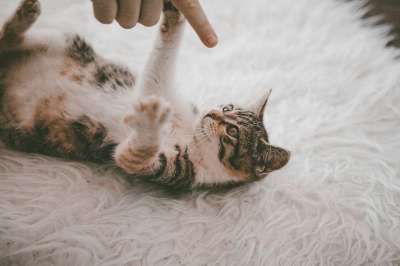 猫 小猫 宠物 基蒂 动物 可爱的 地毯 小猫 地毯 地毯