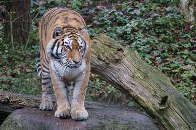 老虎 Amurtiger 动物园
