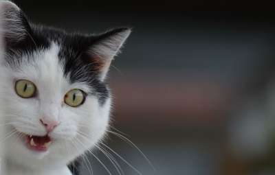猫 家猫 动物 家畜 乐趣 黑和白 野生动物 可爱的