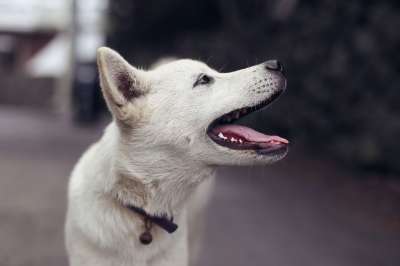 狗 宠物 犬类 动物 毛皮 鼻子 哺乳动物 狗肖像 动物世界