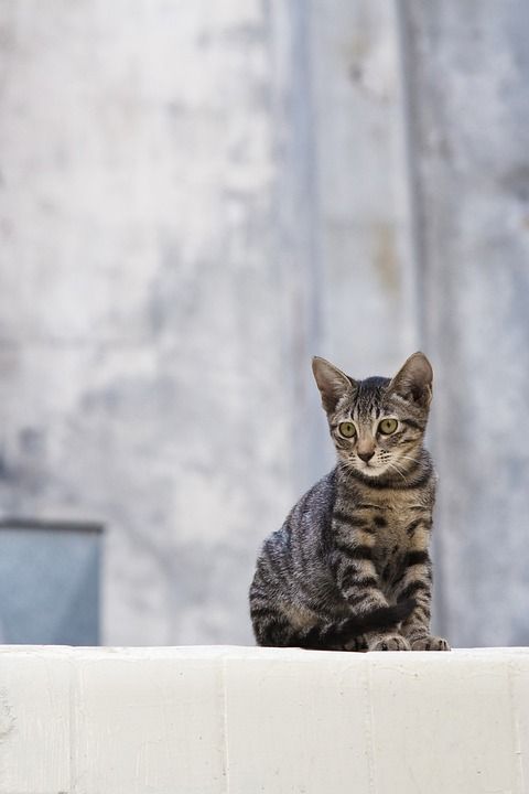猫 宠物 猫科动物 动物 毛皮 基蒂 国内的 国内的猫 猫画像