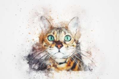 猫 动物 艺术 抽象 水彩 优质的 丰富多彩的 基蒂 T恤