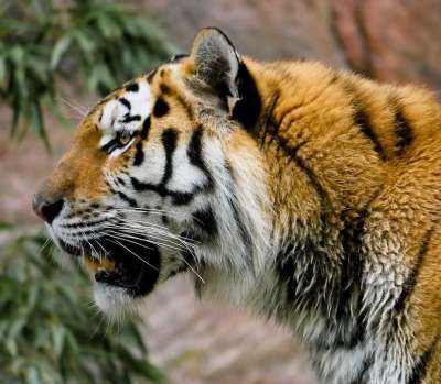 动物 老虎 大猫 捕食者 西伯利亚虎 纽伦堡动物园 荒野 牙齿