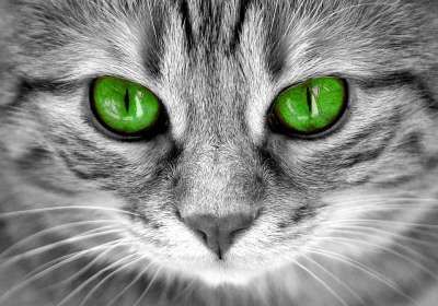猫 眼睛 猫眼 脸 老虎 鲭鱼 红猫 甜 小猫 家猫 细心