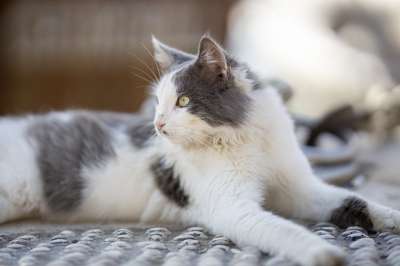 猫 动物 可爱的 肖像 年轻 眼睛 斯科特 宠物 白色的 头