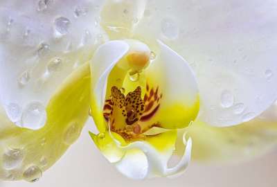 兰花 花 花瓣 露 露珠 自然 兰花 兰花 兰花 兰花 兰花