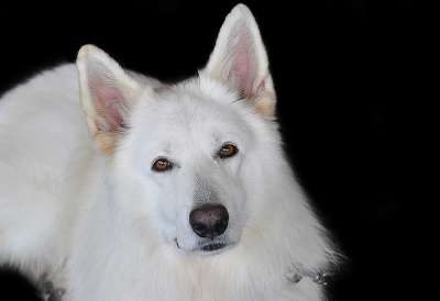 牧羊犬 白色的 白色牧羊犬 动物肖像 狗 家畜 动物 肖像 头