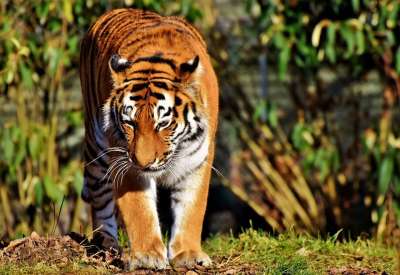 老虎 大猫 捕食者 野猫 虎头 舌头 危险的 高贵 大华