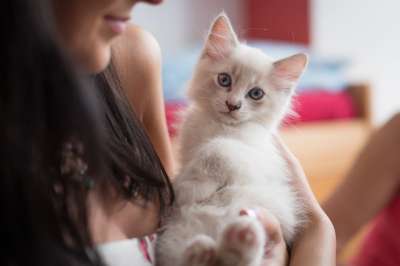 小猫 猫 布娃娃 品种 猫品种 猫科动物 好奇的 好奇的猫 宠物