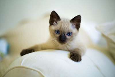 可爱 猫 宠物 小猫 哺乳动物 小的 泰国 暹罗猫 蓝眼睛