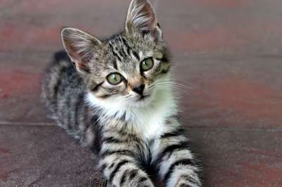 猫 小猫 年轻 动物 毛皮 漂亮 外貌
