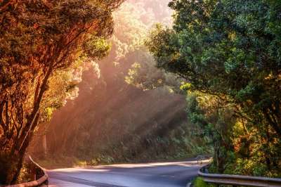 自然 景观 路 阳光 情绪 树木 户外 旅行