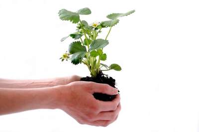 植物 孤立 人类 草莓 土壤 芽 有天赋的人 生长 农业 绿色