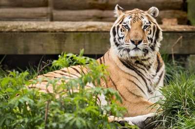 老虎 救援 卡罗来纳老虎救援 匹兹堡 动物 野生动物 猫