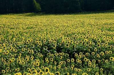 向日葵 原野 种植园 栽培 景观 农场 波兰 户外 夏天