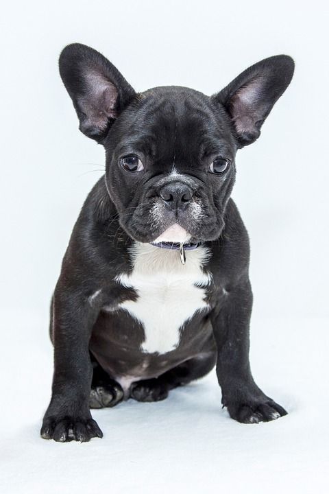 斗牛犬 小狗 狗 宠物 甜的 斗牛犬 斗牛犬 斗牛犬 斗牛犬