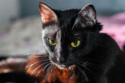 黑猫 猫 宠物 猫科动物 动物 黑色皮毛 猫的眼睛 哺乳动物