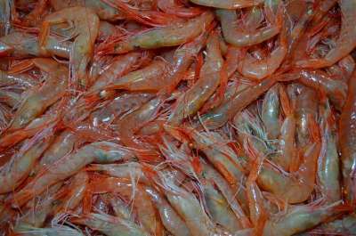 高清壁纸 虾 水果的大海 鱼 食物 墙纸