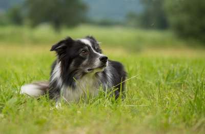 边境牧羊犬 狗 英国牧羊犬 纯种狗 边境 牧羊犬 家畜 俏皮的