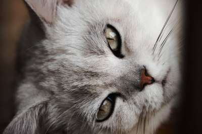 小猫 猫 宠物 猫科动物 动物 哺乳动物 国内的 国内的猫