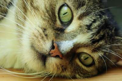 猫 宿醉 家猫 家畜 鲭鱼 猫脸 猫眼 晶须