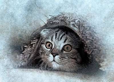猫 宠物 艺术 抽象 优质的 动物 基蒂 艺术的 设计 肖像