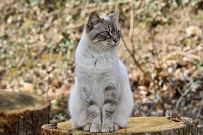 猫 猫坐着 猫漂亮的姿势 蓝眼睛 宝贝猫 胡同猫 女性 伴侣